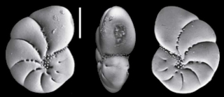 Toddinella spezzaferriae Hayward and Langer 2025, holotype