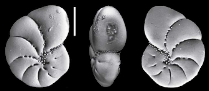 Toddinella spezzaferriae Hayward and Langer 2025, holotype