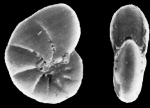 Toddinella spezzaferriae Hayward and Langer 2025, unsequenced specimen, Egypt