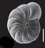 Toddinella ustulata (Todd 1957), S14, sequenced specimen, Scotland