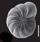 Toddinella ustulata (Todd 1957), S14, sequenced specimen, Scotland