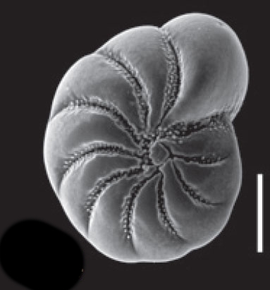 Toddinella ustulata (Todd 1957), S14, sequenced specimen, Scotland