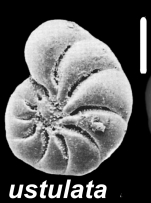 Toddinella ustulata (Todd 1957), unsequenced specimen, Italy