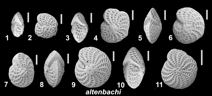 Elphidium altenbachi Langer, Hayward and Holzmann 2025, paratypes