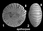 Elphidium apthorpae Hayward 2025, holotype