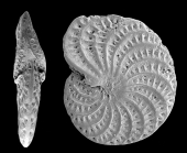Elphidium canni Parker and Hayward 2025, holotype