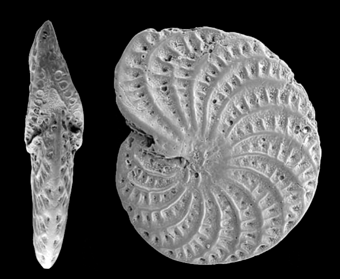 Elphidium canni Parker and Hayward 2025, holotype