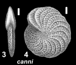 Elphidium canni Parker and Hayward 2025, unsequenced specimen, Australia