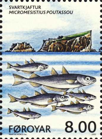 Micromesistius poutassou Micromesistius poutassou