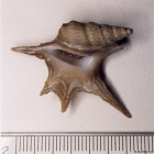 Aporrhais serresianus (Michaud, 1828)