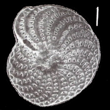 Elphidium canni Parker and Hayward 2025, unsequenced specimen, Australia