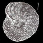 Elphidium canni Parker and Hayward 2025, unsequenced specimen, Australia