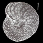 Elphidium canni Parker and Hayward 2025, unsequenced specimen, Australia