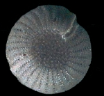 Elphidium davidhaigi Hayward 2025, paratype