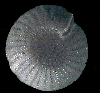 Elphidium davidhaigi Hayward 2025, paratype