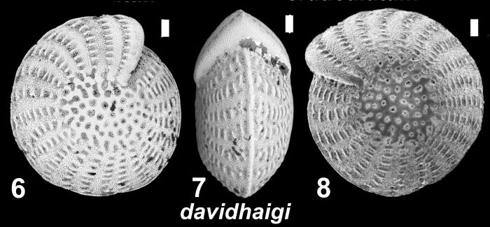Elphidium davidhaigi Hayward, 2025, UWA 185214, Australia, holotype