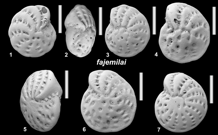 Elphidium fajemilai Hayward and Langer 2025, paratypes