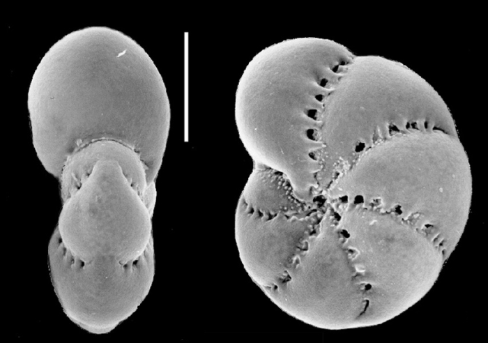 Elphidium feylinghansseni Hayward, Parker and Langer 2025, unsequenced specimen