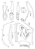 Hedgpethia nosferatu Sabroux, 2025, holotype, ♀ (MNHN-IU-2016-6868)