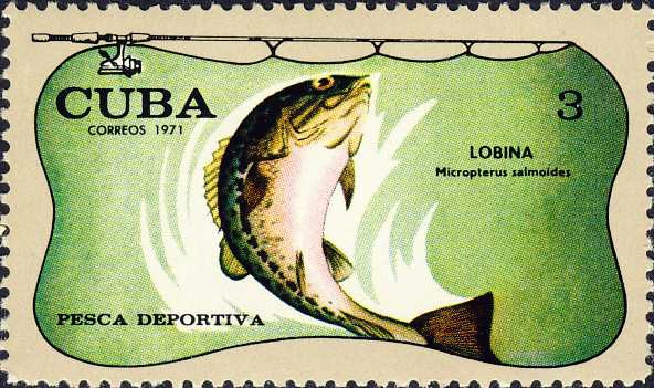 Micropterus salmoides Micropterus salmoides