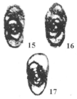 Plectostaffella (Varvariella) varvariensis (Brazhnikova & Potievskaya, 1948)