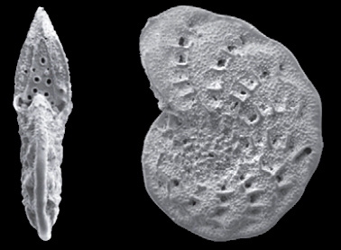 Elphidium gischleri Parker and Hayward 2025, holotype