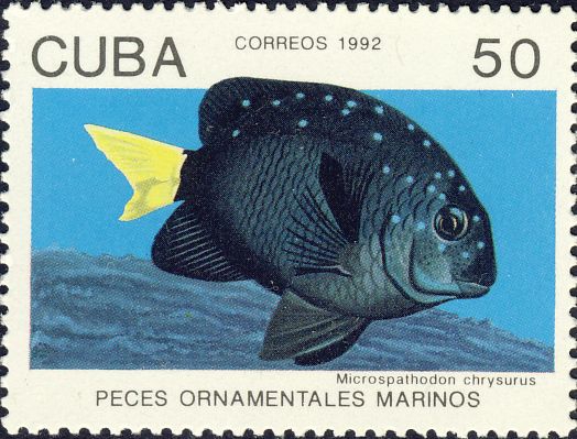 Microspathodon chrysurus Microspathodon chrysurus
