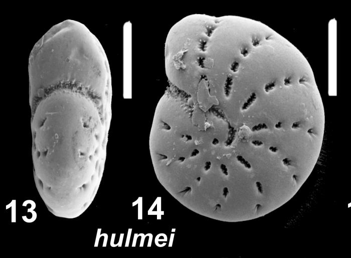 “Elphidium” hulmei Hayward and Holzmann 2025, genotype II, unsequenced specimen