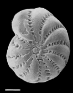 Elphidium advenum maorium Hayward in Hayward et al. 1997, holotype