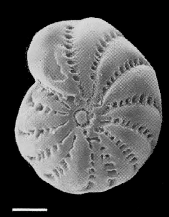 Elphidium advenum maorium Hayward in Hayward et al. 1997, holotype
