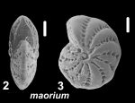 Elphidium advenum maorium Hayward in Hayward et al. 1997, unsequenced paratype