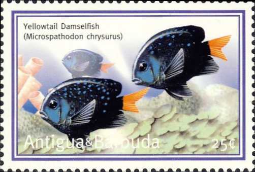 Microspathodon chrysurus Microspathodon chrysurus