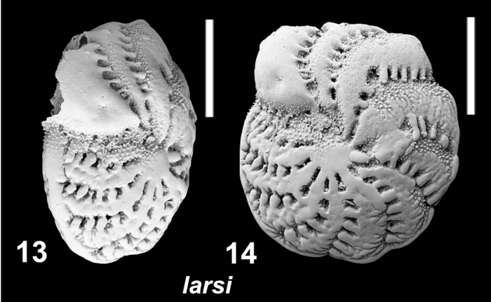 Elphidium larsi Langer in Hayward et al (2025), unsequenced paratype