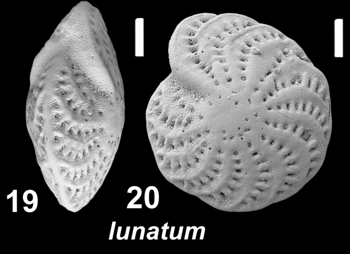 Elphidium lunatum Langer in Hayward et al (2025), holotype, La-Pem/Ken-2005:34–35, Tanzania