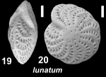 Elphidium lunatum Langer in Hayward et al (2025), holotype, La-Pem/Ken-2005:34–35, Tanzania