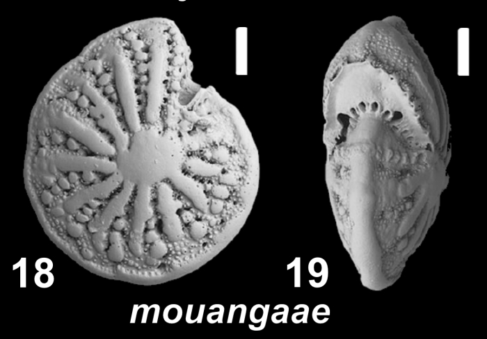Elphidium mouangaae Hayward and Langer 2025, paratype