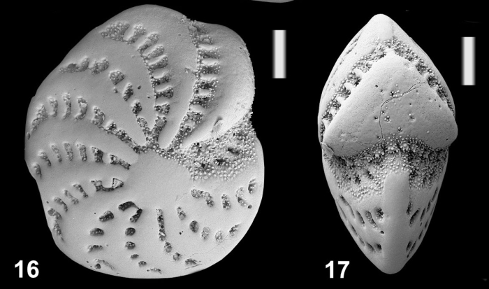 Elphidium pereirai Langer in Hayward et al (2025), holotype