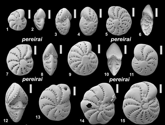 Elphidium pereirai Langer in Hayward et al (2025), paratypes, South Africa