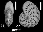 Elphidium pilleti Hayward, Holzmann and Langer 2025, S18, sequenced specimen