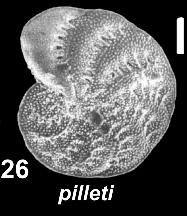 Elphidium pilleti Hayward, Holzmann and Langer 2025, unsequenced specimen, Italy