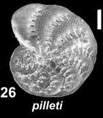 Elphidium pilleti Hayward, Holzmann and Langer 2025, unsequenced specimen, Italy