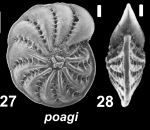Elphidium poagi Hayward 2025, holotype, and paratype USA, Texas
