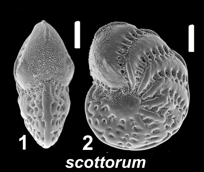 Elphidium scottorum Hayward 2025, holotype
