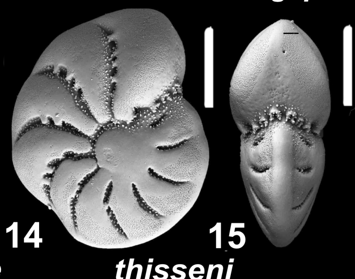 Elphidium thisseni Hayward and Langer 2025, holotype