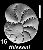 Elphidium thisseni Hayward and Langer 2025, paratype