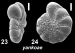 Elphidium yankoae Hayward 2025, holotype, Black Sea