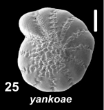 Elphidium yankoae Hayward 2025, unsequenced specimen, Black Sea