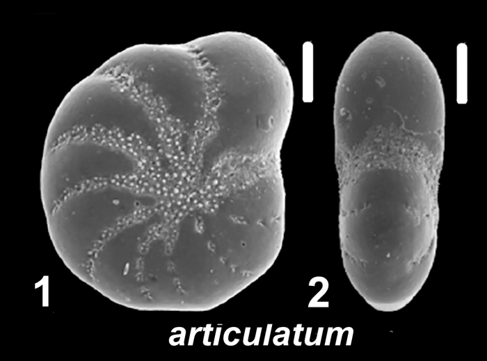 Elphidium articulatum (d’Orbigny 1839), unsequenced specimen, Patagonia