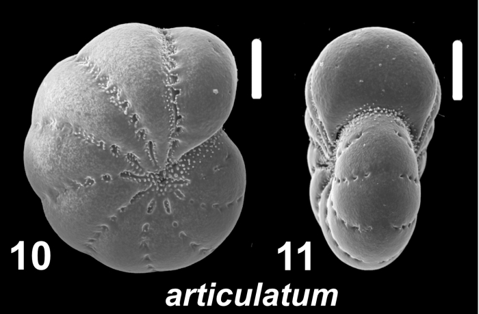 Elphidium articulatum (d’Orbigny 1839), unsequenced specimen, Falkland Islands