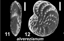 Elphidium alvarezianum (d’Orbigny 1839), unsequenced topotype, Falkland Islands